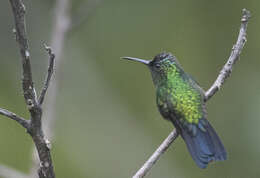 Image of Mexican Woodnymph