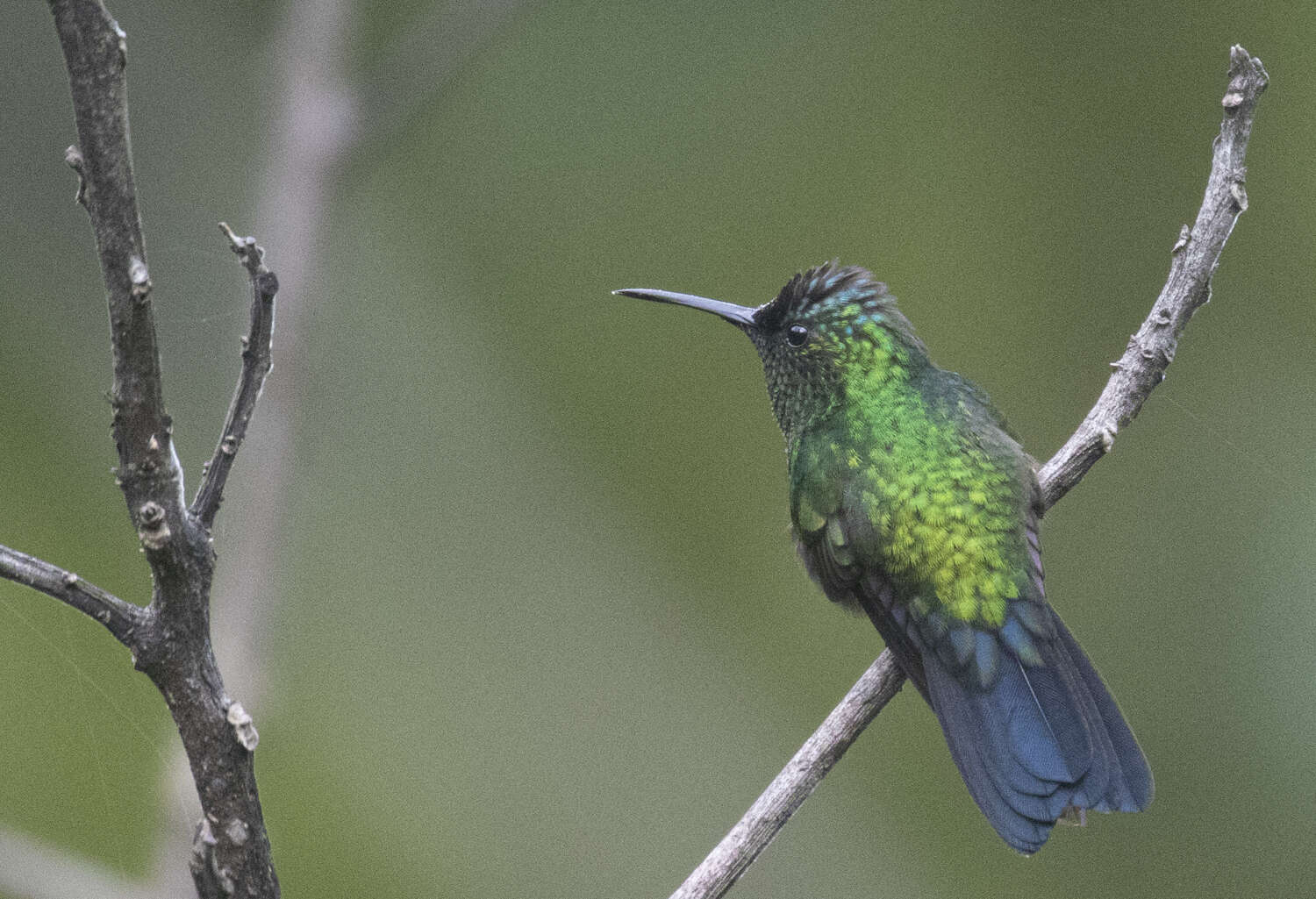 Image of Mexican Woodnymph