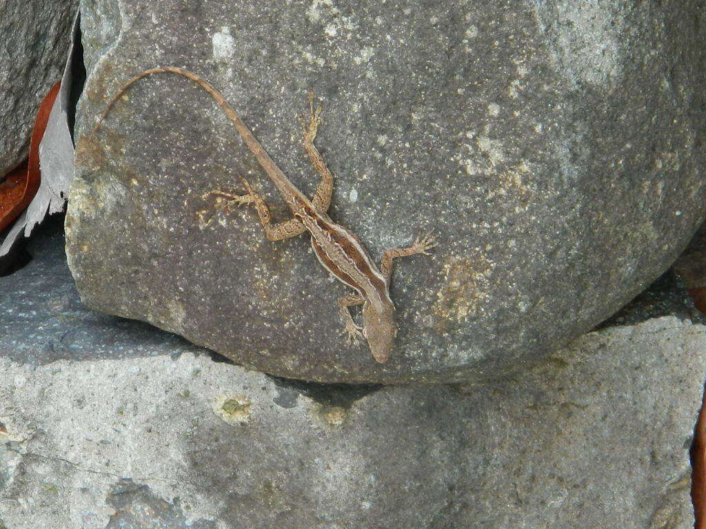 Image of Anguilla Bank Anole