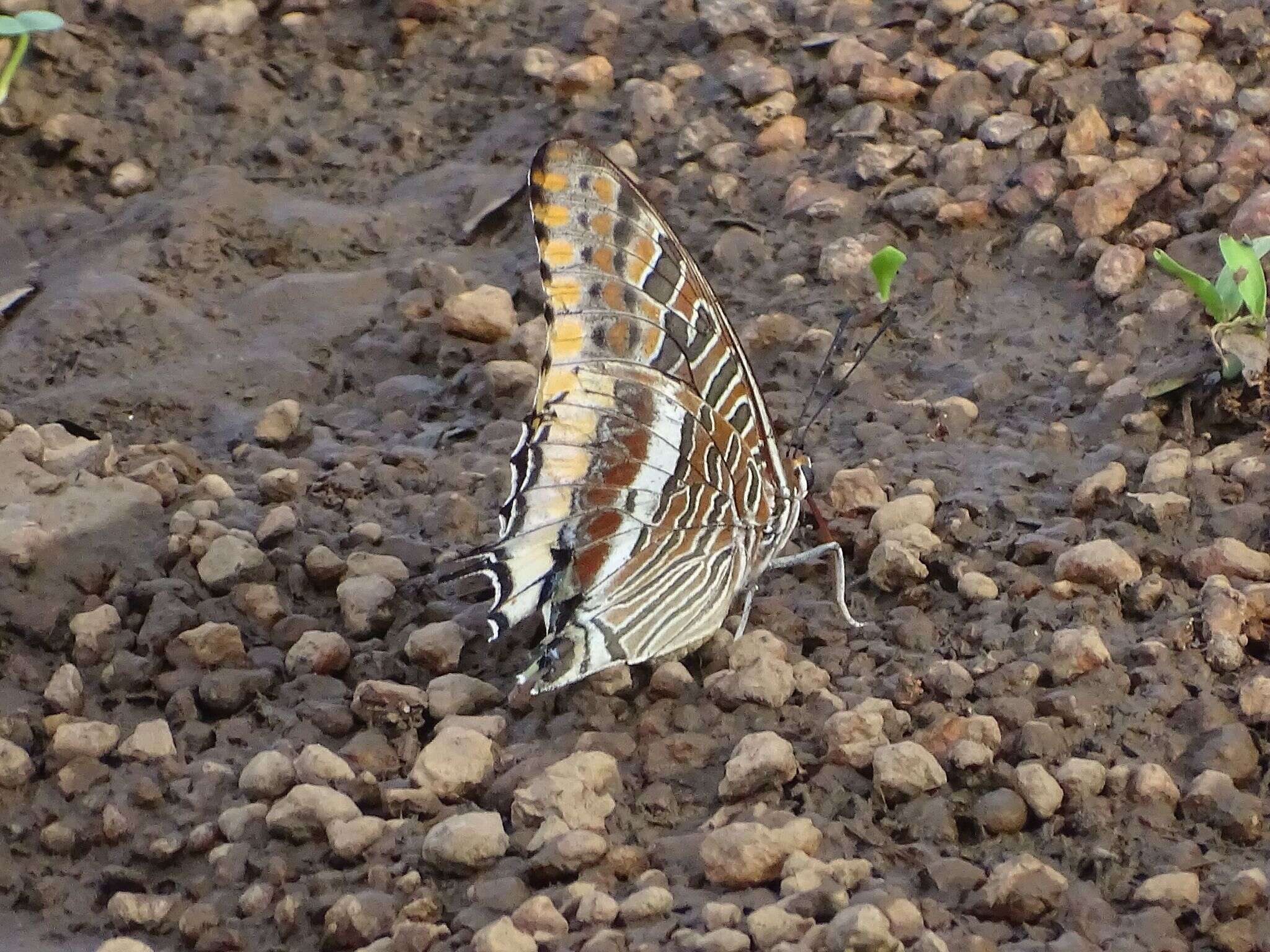 Imagem de Charaxes epijasius Reiche 1849