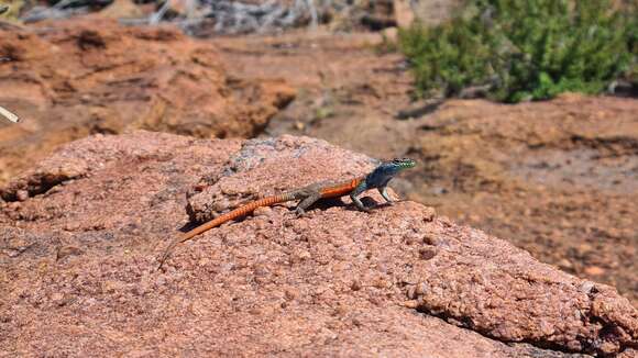 Image of Waterberg Flat Lizard