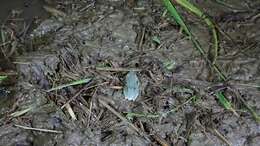 Image of Farmland green flying frog