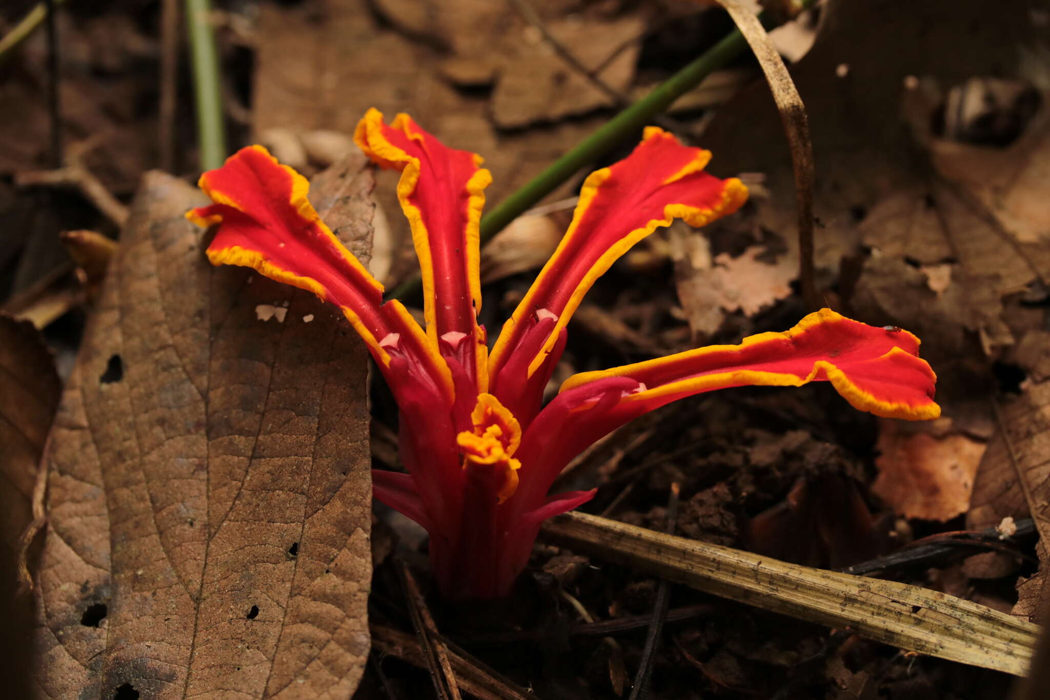 Image of Etlingera megalocheilos (Griff.) A. D. Poulsen