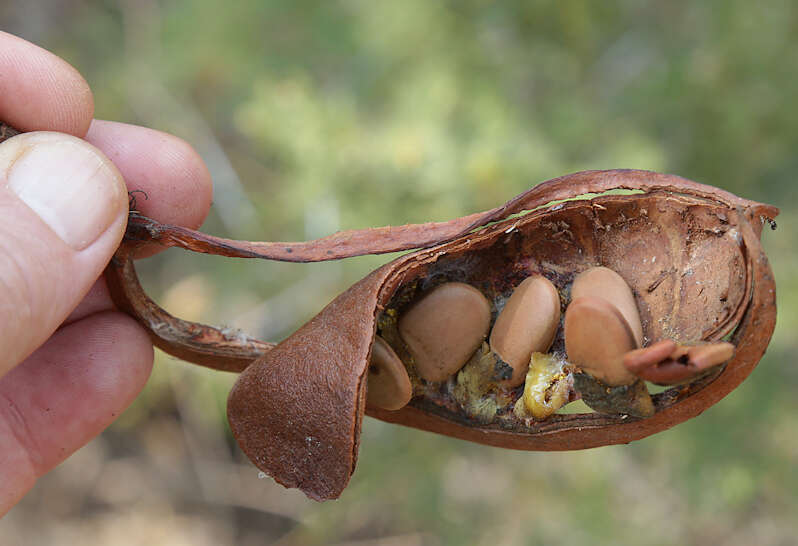 Imagem de Schotia brachypetala Sond.