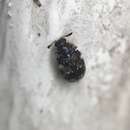 Image of Ornate Carpet Beetle