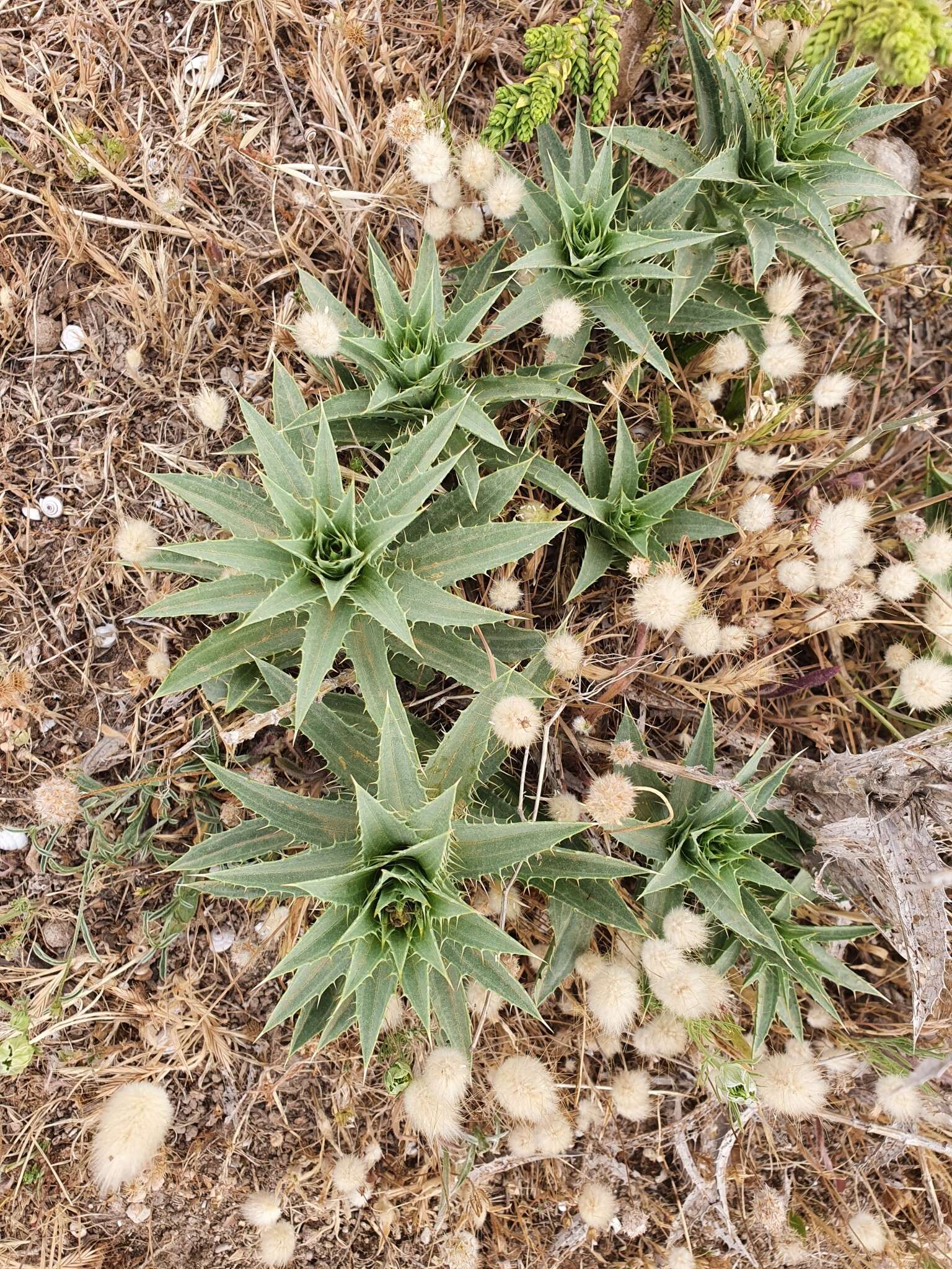 Carduncellus pectinatus (Desf.) DC.的圖片