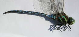 Image of Lance-Tailed Darner