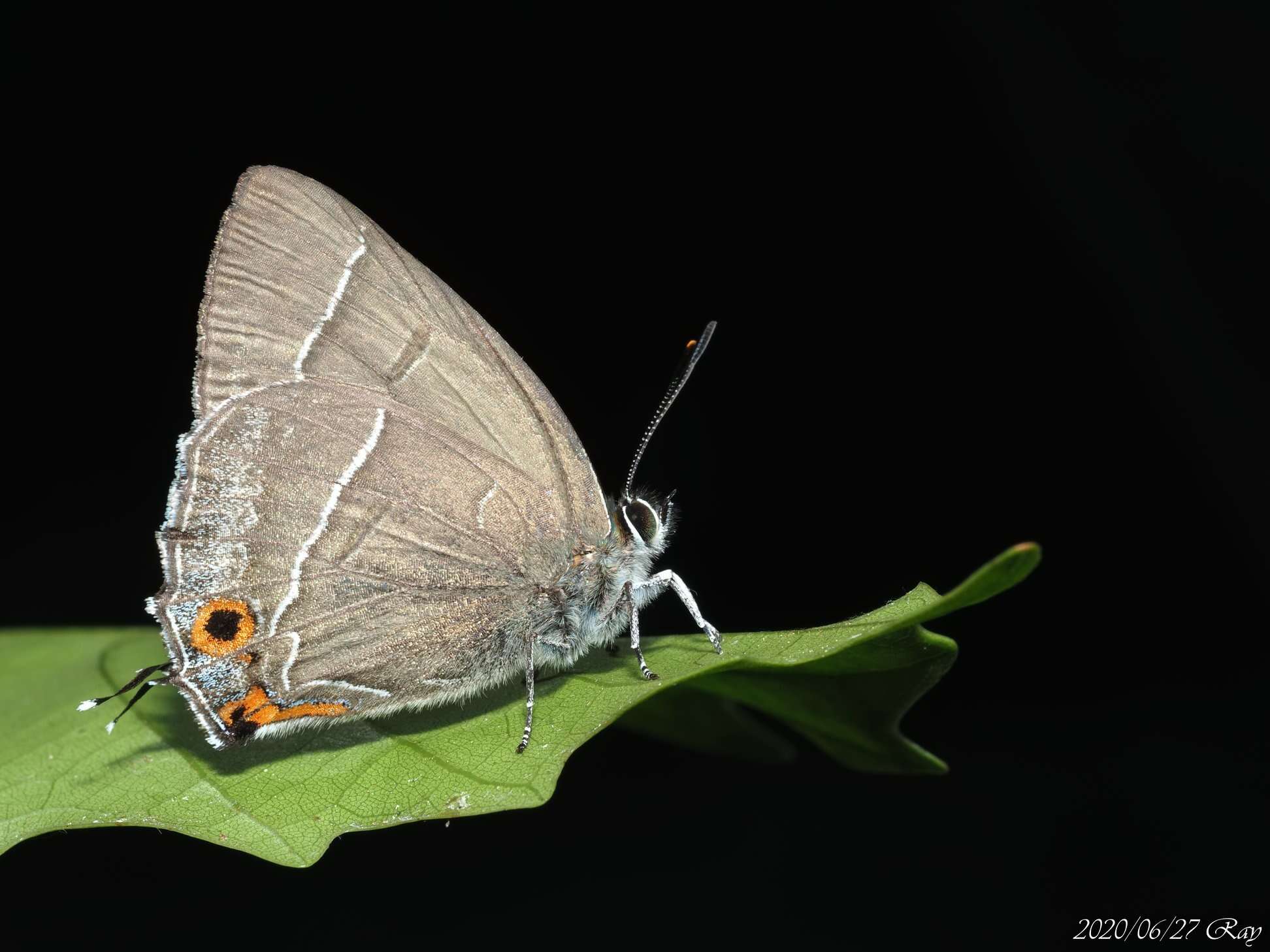 Image of Chrysozephyrus nishikaze (Araki & Shibatani 1941)