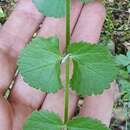 Image of Pimpinella lutea Desf.