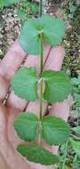 Imagem de Pimpinella lutea Desf.