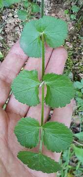 Image of Pimpinella lutea Desf.