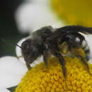 Image de Andrena albopunctata (Rossi 1792)