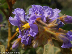 Image of Solanum glutinosum Dun.