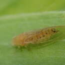 Image of Psyllid