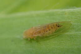 Image of Psyllid