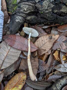 Image of Leucoagaricus flammeotinctoides Vellinga 2010