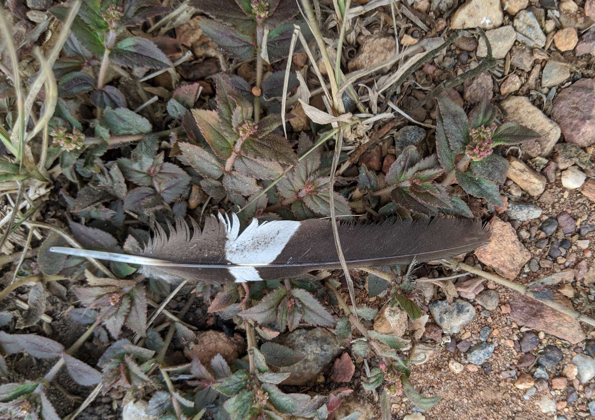 Image of Long-tailed Nightjar