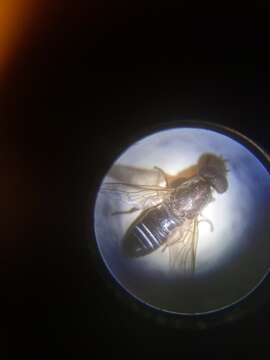 Image of Window Fly