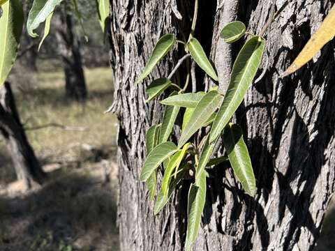 Image of Parsonsia eucalyptophylla F. Müll.