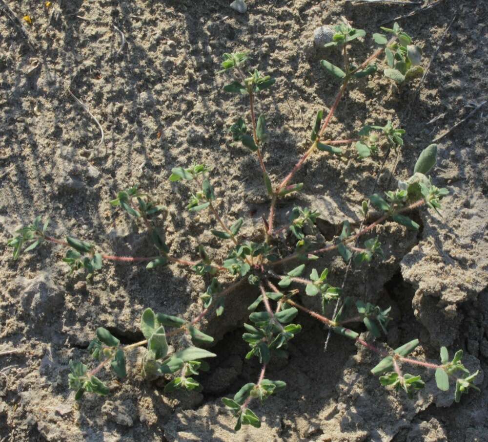 Image of sawtooth sandmat