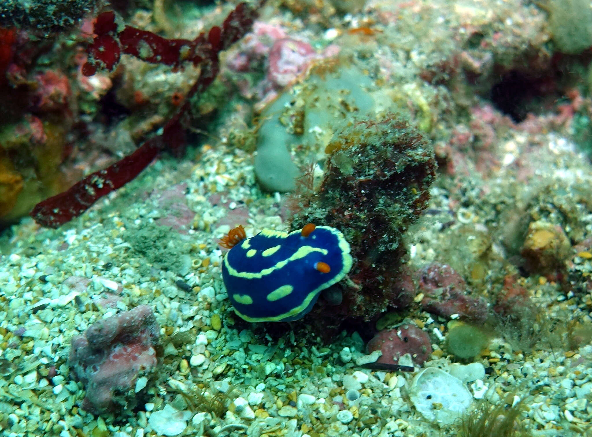 Image de Hypselodoris festiva (A. Adams 1861)