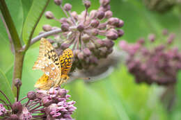 Image of Great Spangled Fritillary