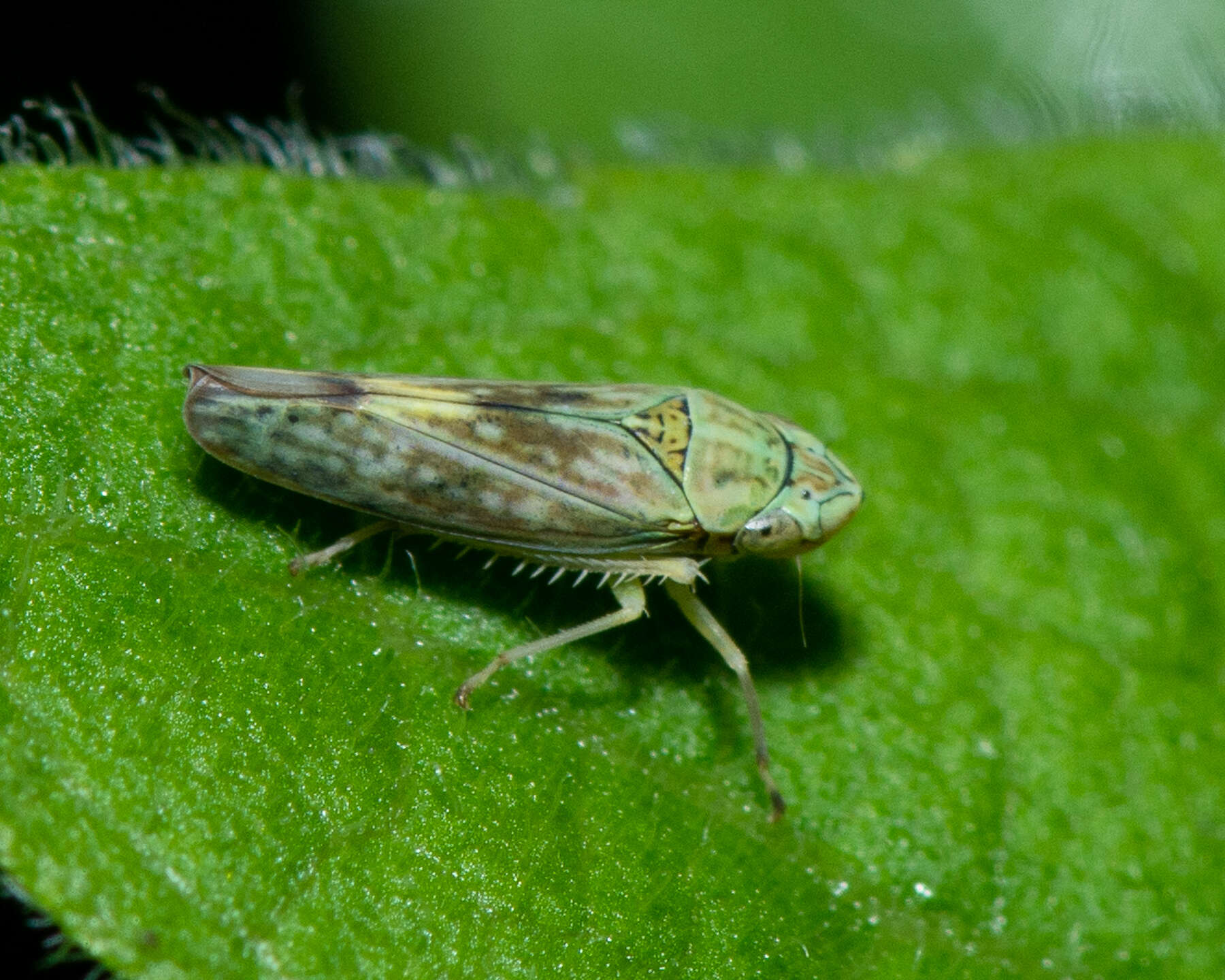 Image of Graphocephala ignava Ball 1936