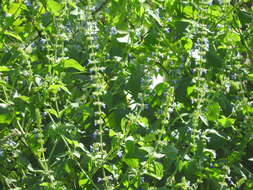 Image of Salvia longispicata M. Martens & Galeotti