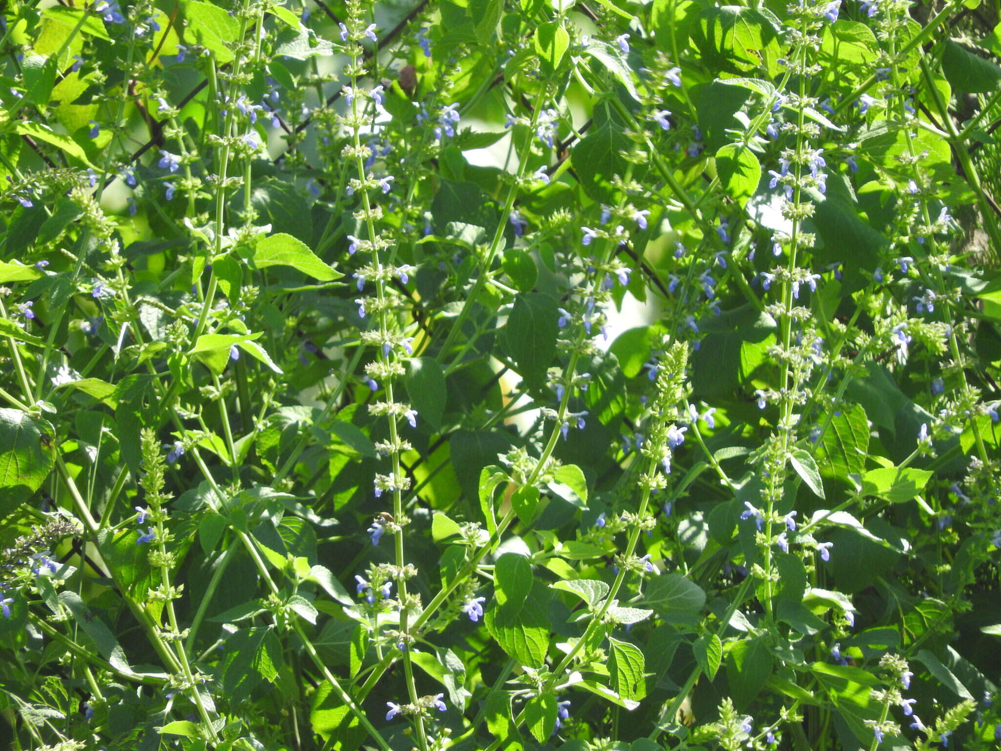 Image of Salvia longispicata M. Martens & Galeotti