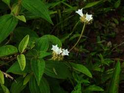 Sivun Jacquemontia guyanensis (Aubl.) Meisn. kuva