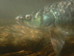 Image of Largemouth yellowfish