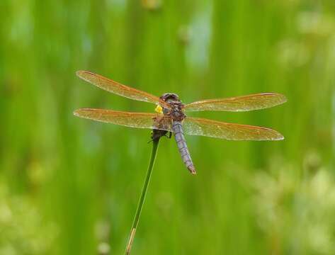 Libellula jesseana Williamson 1922 resmi