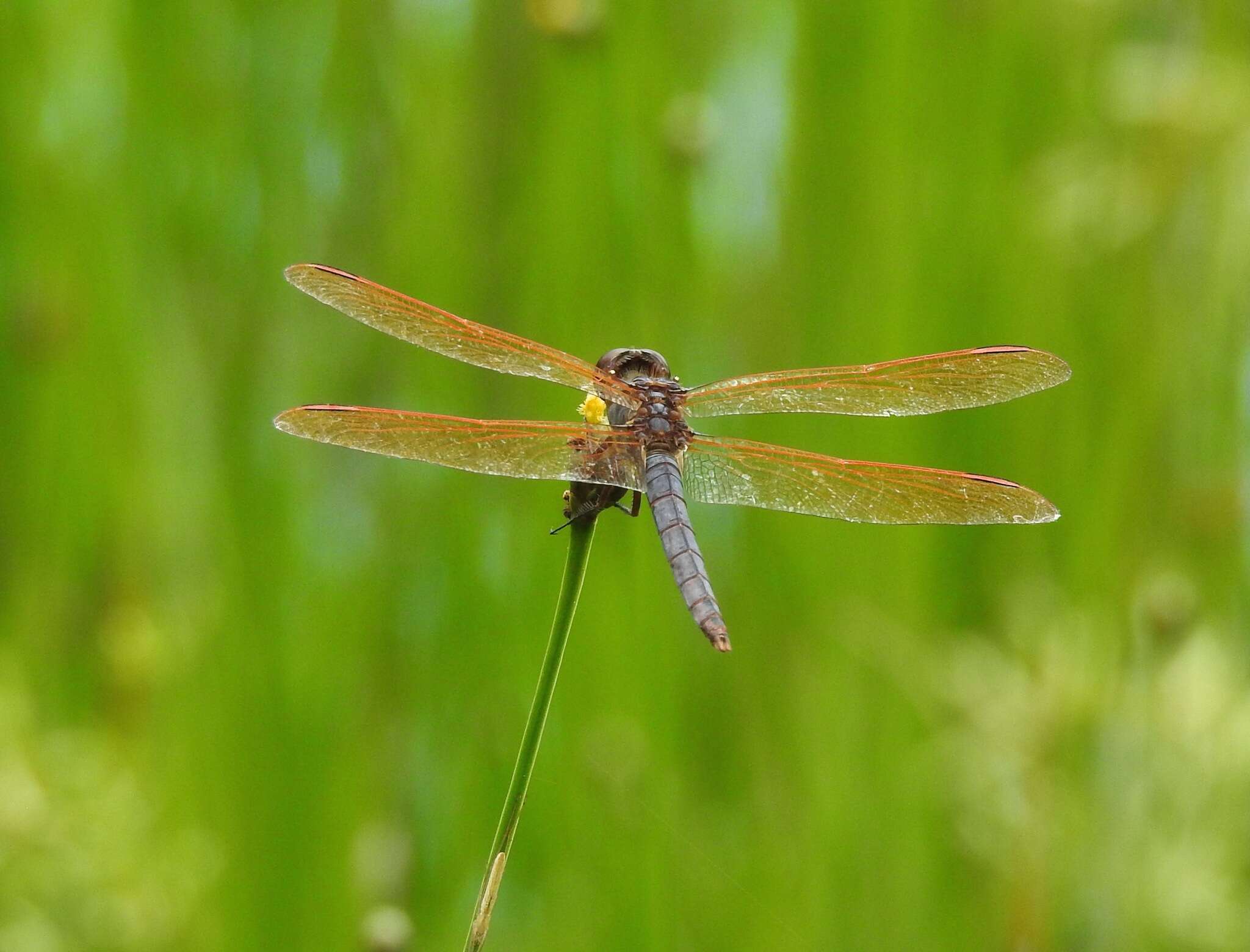 Libellula jesseana Williamson 1922 resmi