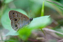 Image de Palaeonympha opalina Butler 1871