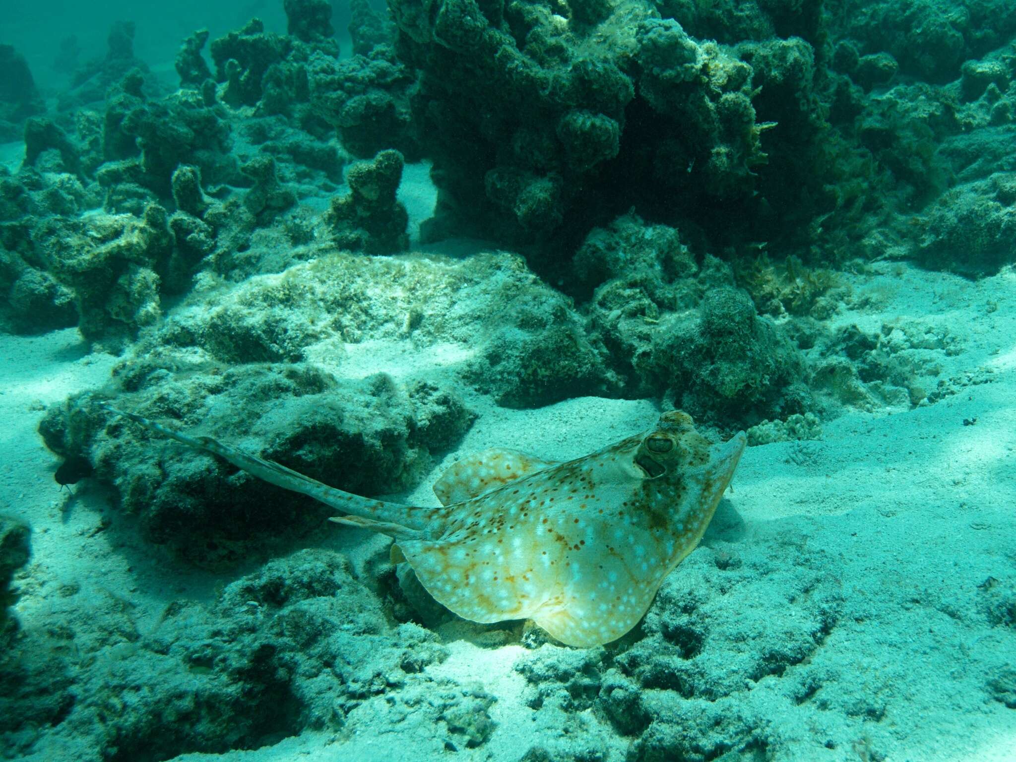 Image of Ningaloo Maskray