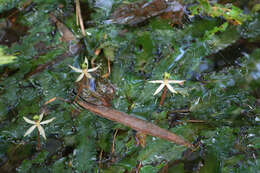 Image de Barclaya longifolia Wall.