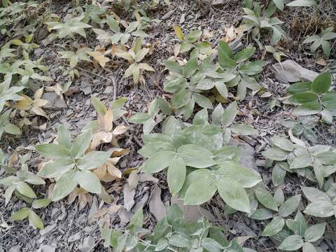 Image of Polygonatum glaberrimum K. Koch