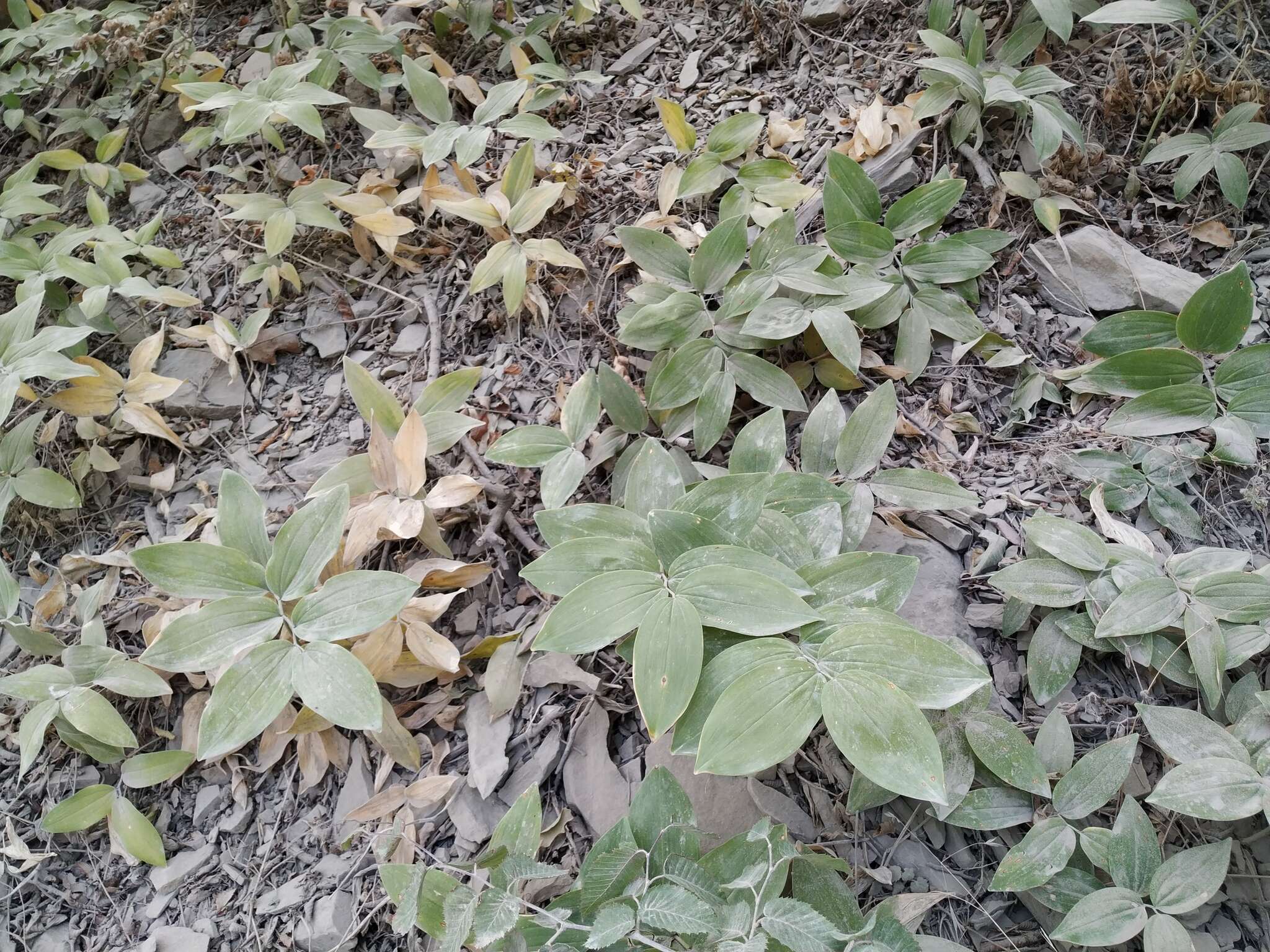 Слика од Polygonatum glaberrimum K. Koch