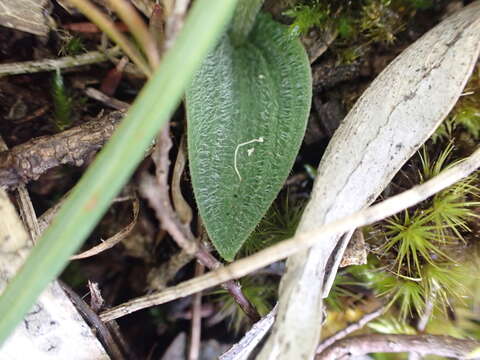 Image of Eriochilus collinus D. L. Jones & R. J. Bates