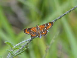 Image of Stalachtis phlegia (Cramer 1765)