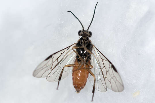 Image of <i>Nematus umbratus</i>