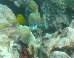 Image of Whitesided boxfish