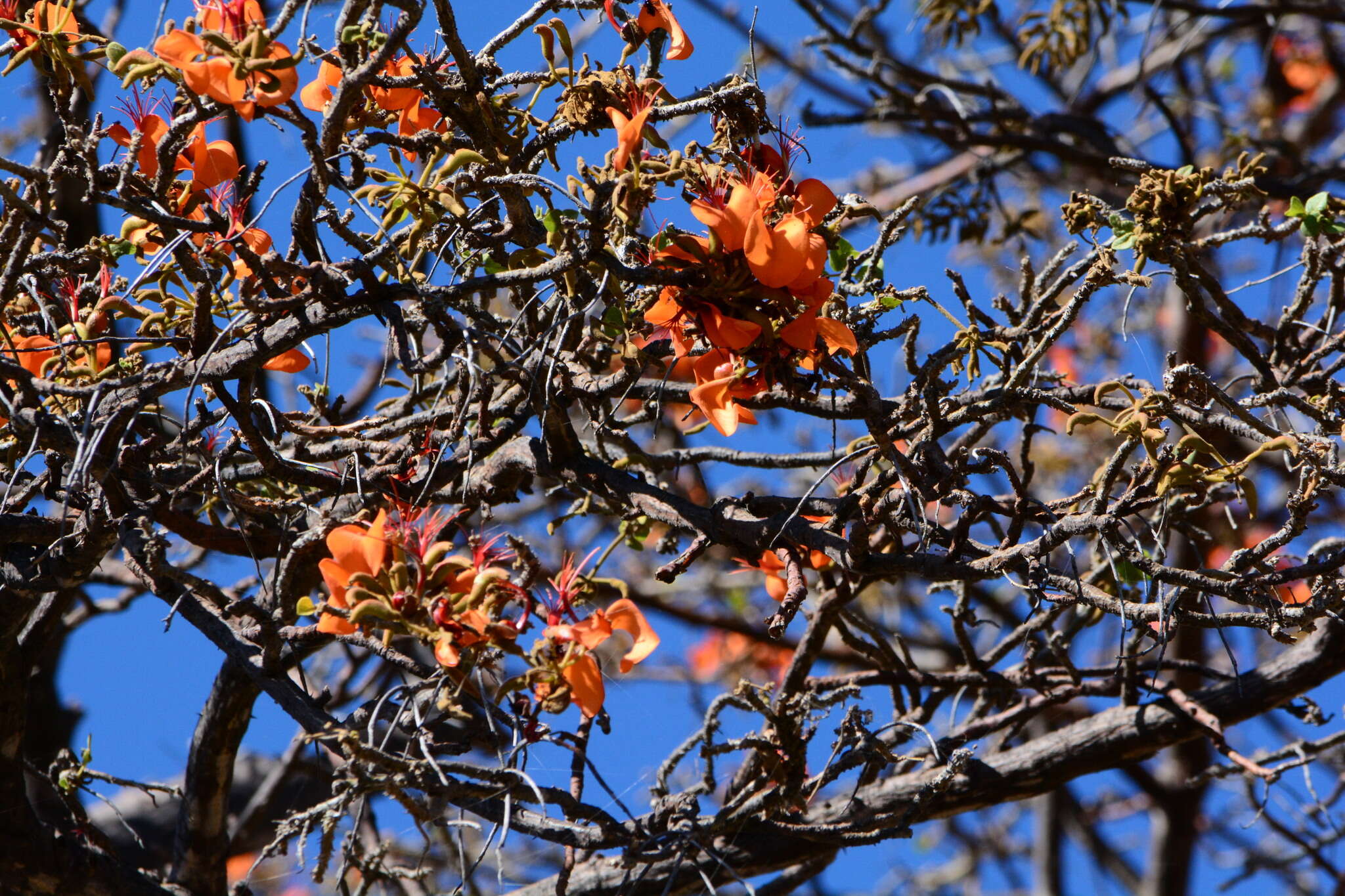 Image of Erythrina velutina Willd.