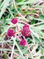 Image of purple sanicle