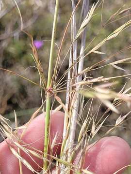 Image of Austrostipa aristiglumis (F. Muell.) S. W. L. Jacobs & J. Everett