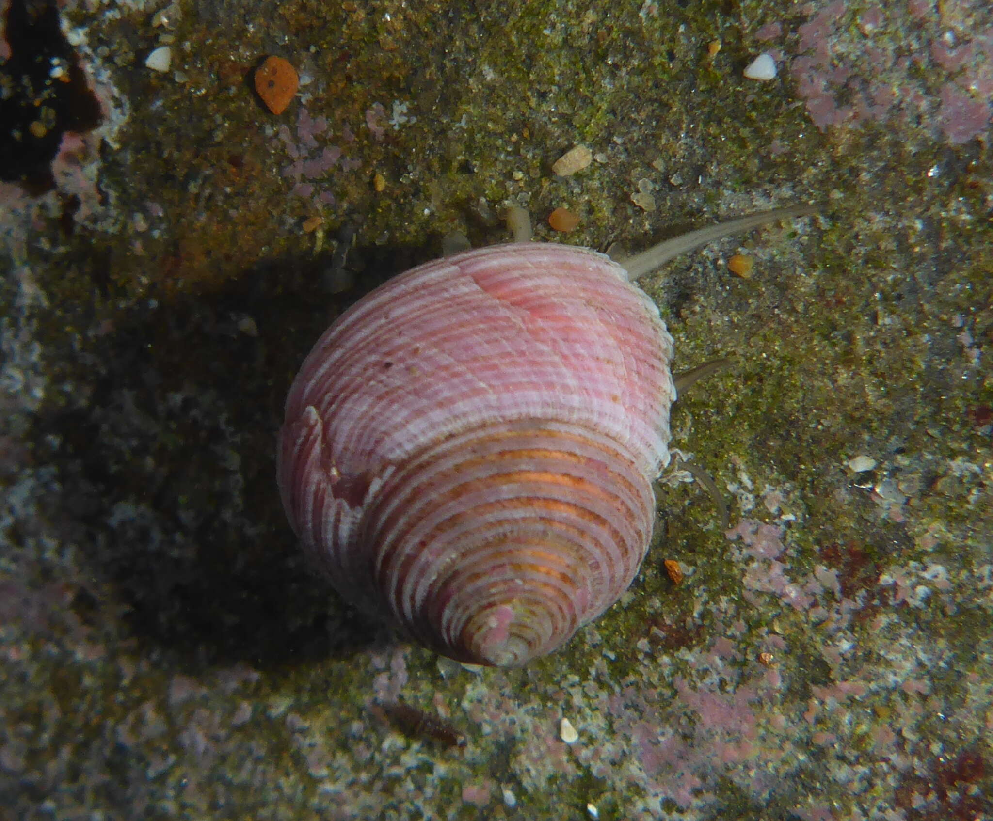 Imagem de Margarites pupillus (Gould 1849)