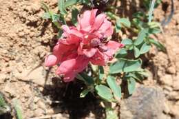 Indigofera sanguinea N. E. Br.的圖片