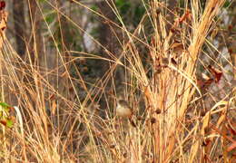 Image of Brown Prinia