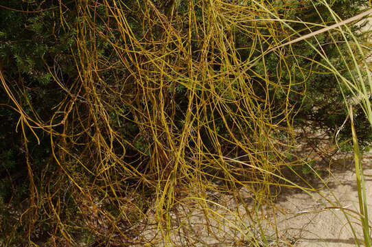 Image of Cassytha paniculata R. Br.