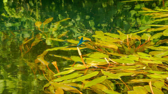 Image of Banded Agrion